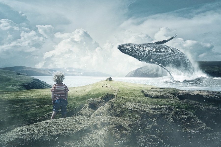 bambino guarda balena